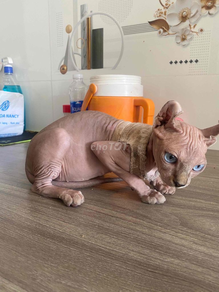 Sphynx Gái