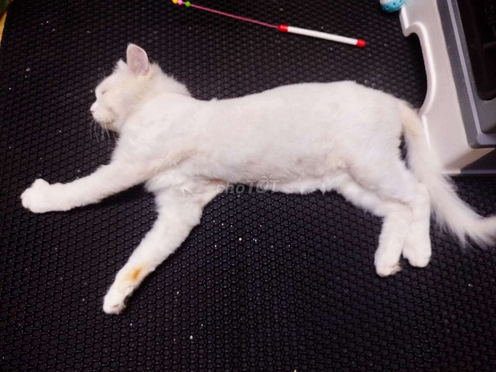 Gã cặp mèo anh lông ngắn trắng và đen