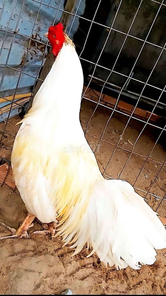 úa chân vuông tay tôt 3ki3 liên giáp ngay cựa. Mua bán Gà tại Quận Ninh Kiều Cần Thơ được đăng bởi Anh Ba Bến Tre hình 1