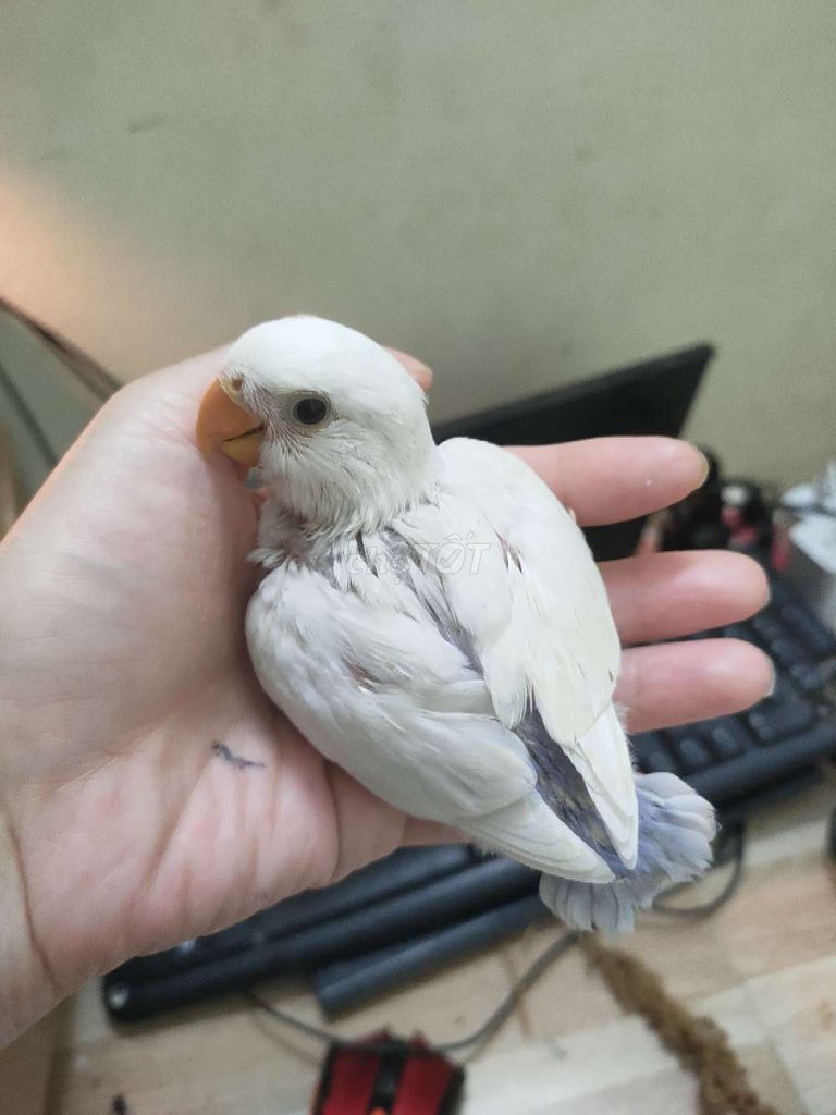 Chim cảnh non. Mua bán Chim tại Quận Hai Bà Trưng Hà Nội được đăng bởi Shop chim cảnh hình 1