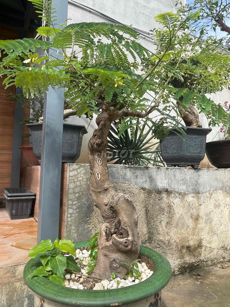 CÂY PHƯỢNG VĨ BONSAI