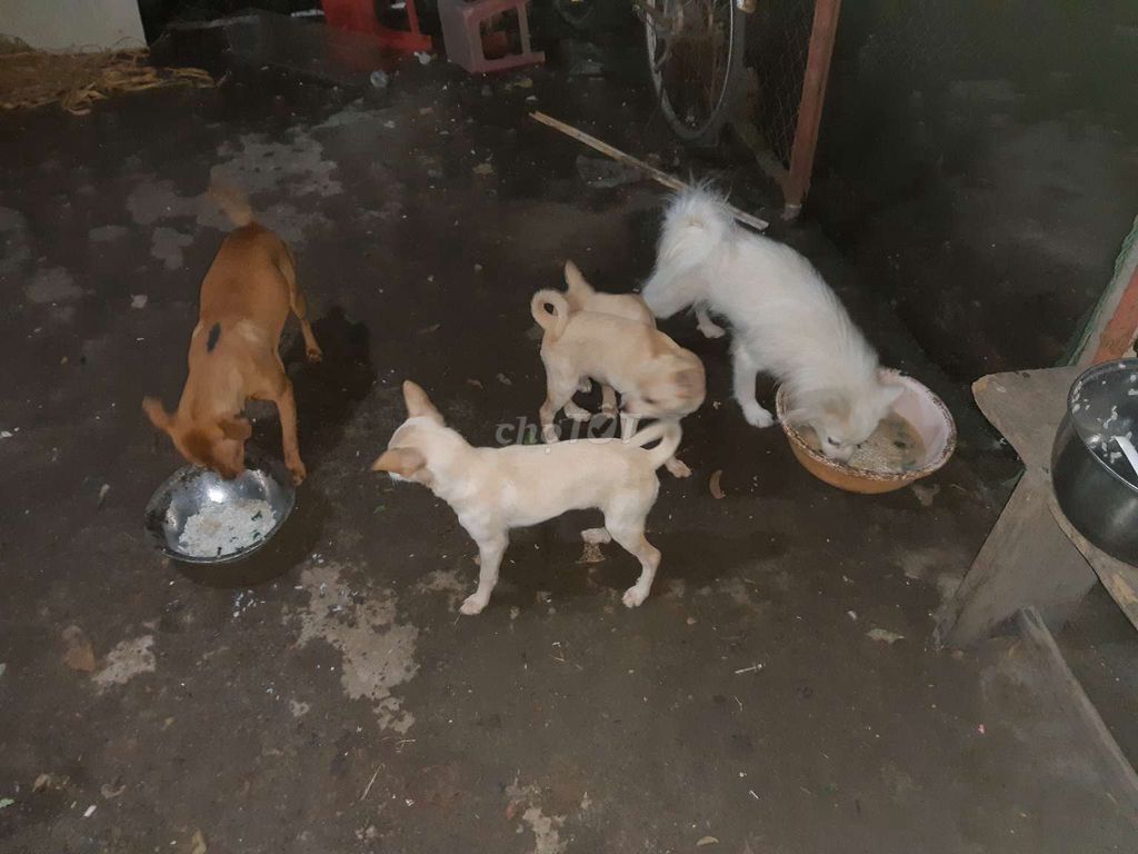 Bán đàn chó nhà nuôi. Mua bán Chó tại Huyện Thường Tín Hà Nội được đăng bởi A Dung hình 3