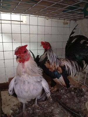 Gà tre Tân Châu trống giá 350k/1con. Mua bán Gà tại Quận Hoàng Mai Hà Nội được đăng bởi Đỗ trọng hưng