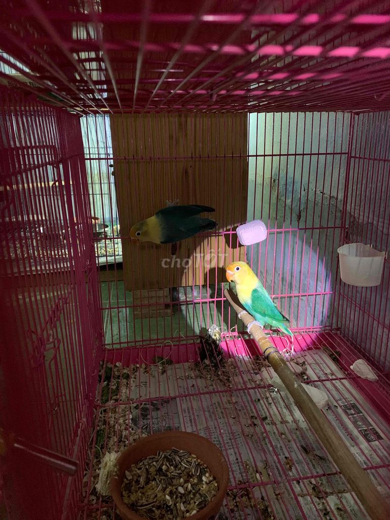 cặp vẹt Lovebird