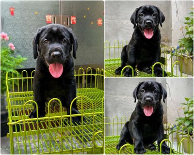 labrador
