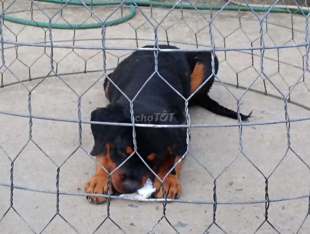 Chó Rottweiler đen vàng đã tiêm. Mua bán Chó tại Huyện Bình Chánh Tp Hồ Chí Minh được đăng bởi Nhân Rottweiler  hình 1