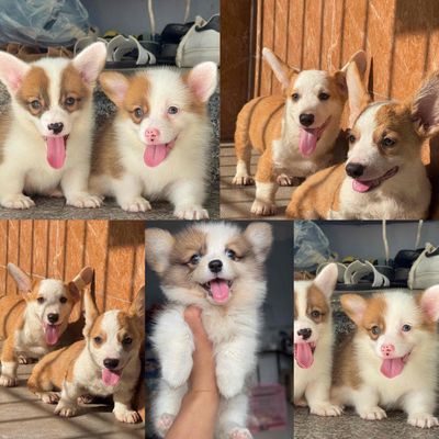 corgi lông ngắn , lông dài đẹp. Mua bán Chó tại Quận Cẩm Lệ Đà Nẵng được đăng bởi Anh Pet Shop
