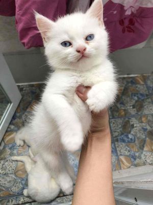 Mèo ALN silver và trắng, 3đực 1cái. Mua bán Mèo tại Quận Bình Tân Tp Hồ Chí Minh được đăng bởi Tuấn Sang