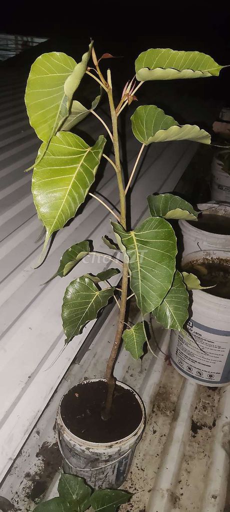 Cây bồ đề Xanh lá. Mua bán Cây cảnh, đồ trang trí tại Quận 6 Tp Hồ Chí Minh được đăng bởi Ragiachau hình 1