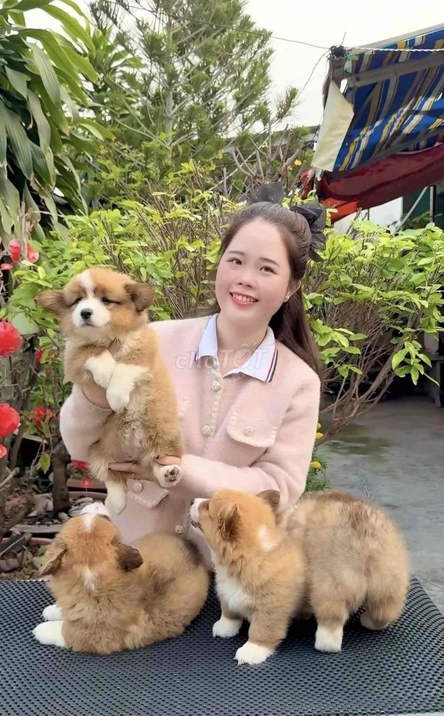 Chó corgi thuần chủng form đẹp. Mua bán Chó tại Quận 3 Tp Hồ Chí Minh được đăng bởi Thùy Trang hình 1