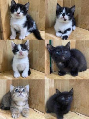 Mèo Anh Lông Ngắn Chân Ngắn lai. Mua bán Mèo tại Thành phố Thủ Đức Tp Hồ Chí Minh được đăng bởi LT Petshop bán mèo Anh