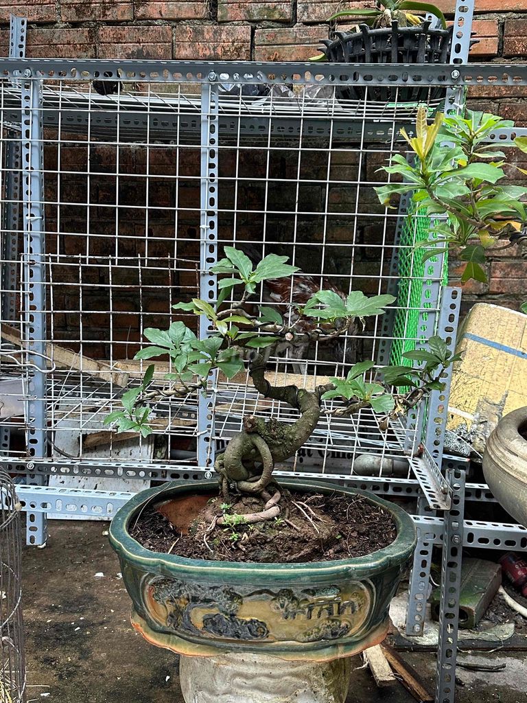 Lộc vừng Bonsai mini cây thon mướt. Mua bán Cây cảnh, đồ trang trí tại Huyện Củ Chi Tp Hồ Chí Minh được đăng bởi nguyễn quốc Thắng hình 1