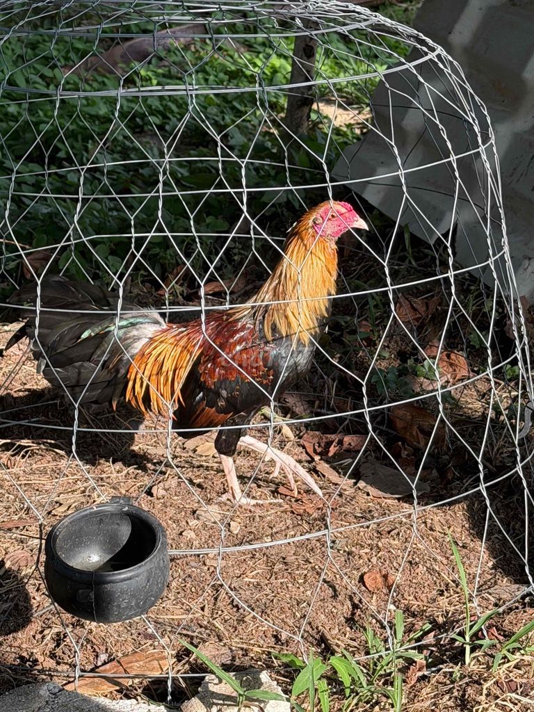 Gà tre kiểng Đa sắc Trống. Mua bán Gà tại Quận Ninh Kiều Cần Thơ được đăng bởi Nhật An Vy hình 1
