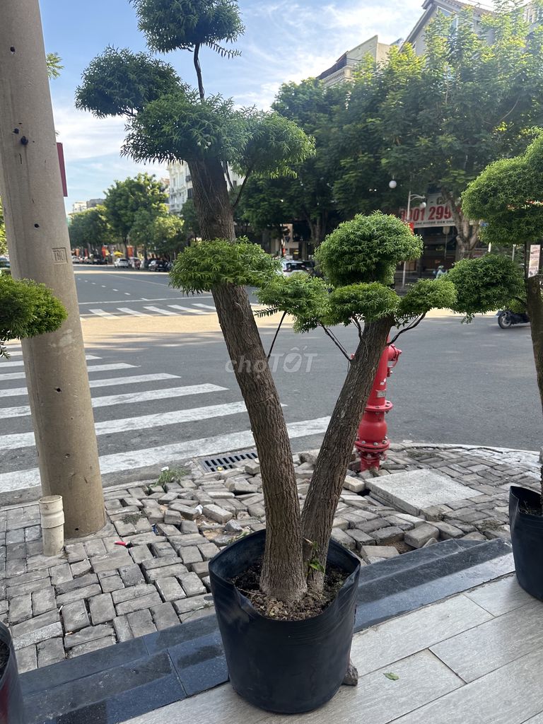 Cây cảnh mai chiếu thuỷ bonsai giá rẻ. Mua bán Cây cảnh, đồ trang trí tại Quận 7 Tp Hồ Chí Minh được đăng bởi dong hình 3