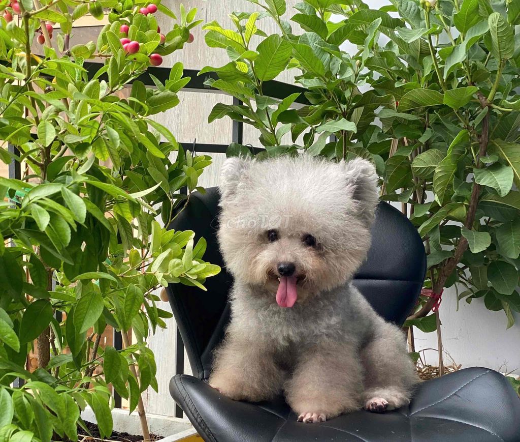 poodle nhà trồng, tiniteacup màu trắng và xám