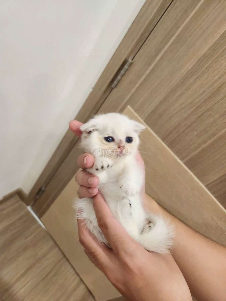 mèo Anh pet tìm ba mẹ. Mua bán Mèo tại Thành phố Thủ Đức Tp Hồ Chí Minh được đăng bởi Trang hình 3