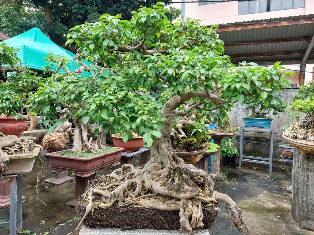 Cây sanh thiên nhiên già cao 100cm