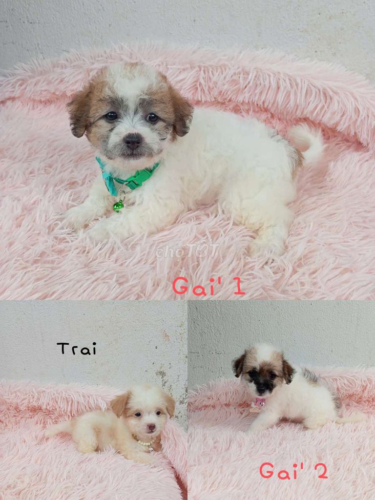 Poodle lai Nhật. Mua bán Chó tại Thành phố Dĩ An Bình Dương được đăng bởi Gem hình 1