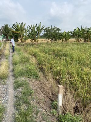 BÁN 2.000m² ĐẤT VƯỜN – LÔ 2 KÊNH A, BÌNH LỢI (LÊ MINH XUÂN CŨ)