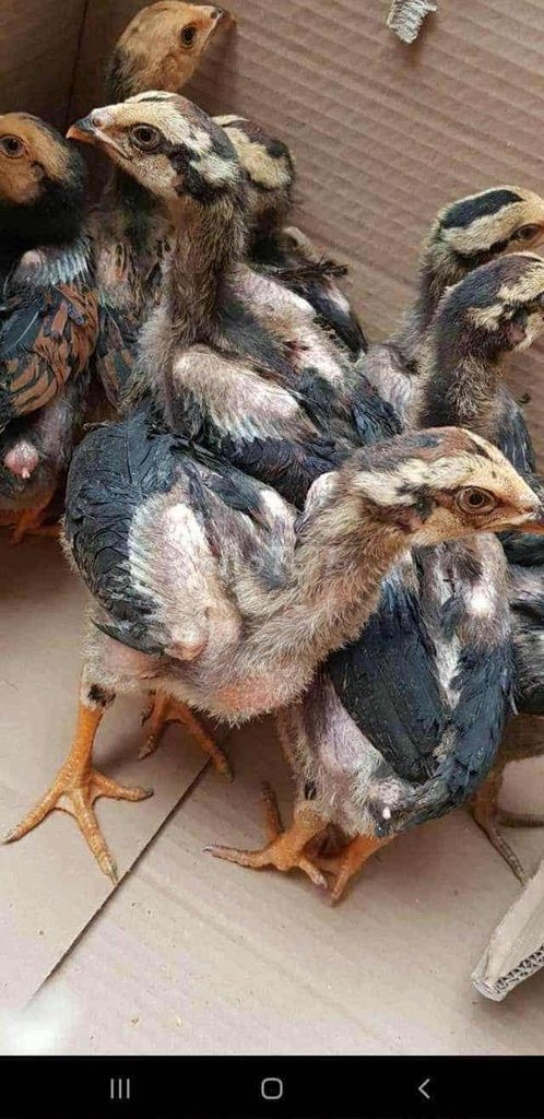 nhỏ dòng tía rồng. Mua bán Gà tại Huyện Thường Tín Hà Nội được đăng bởi Trần Tú hình 1