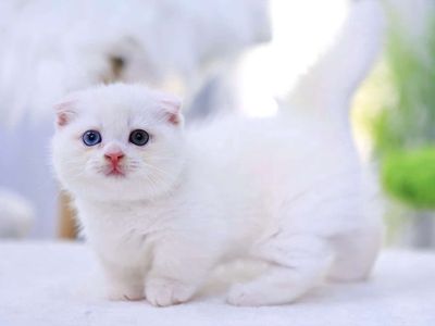 Mèo Munchkin cái màu Trắng mắt 2 màu siêu xinh