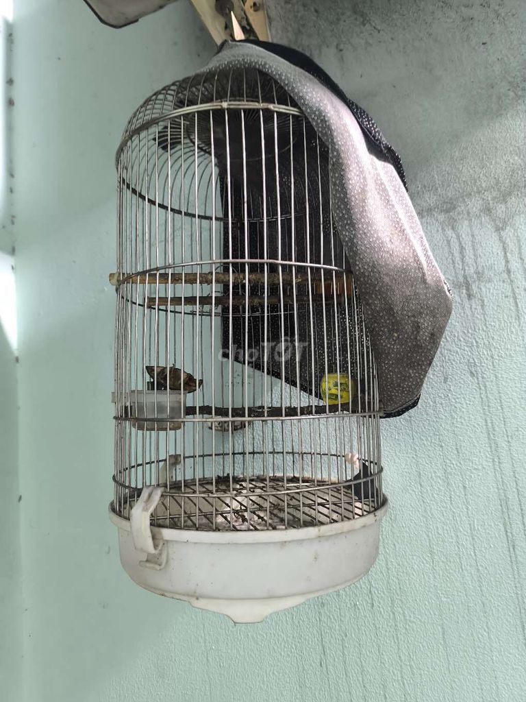 Lồng chim Inox, Tre Size Nhỏ. Mua bán Phụ kiện, Thức ăn, Dịch vụ tại Quận Gò Vấp Tp Hồ Chí Minh được đăng bởi Vũ hoàng hình 1