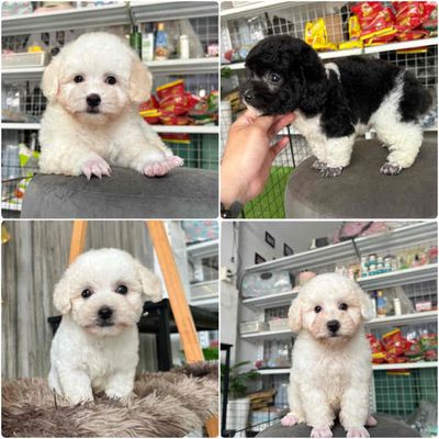 Chó Poodle nhiều màu