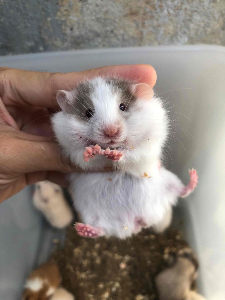 Chuột Hamster Bear xù mắt kiếng Xám trắng Baby. Mua bán Thú cưng khác tại Quận Bình Tân Tp Hồ Chí Minh được đăng bởi Ở trọ bày đặt bán chụtt hình 1