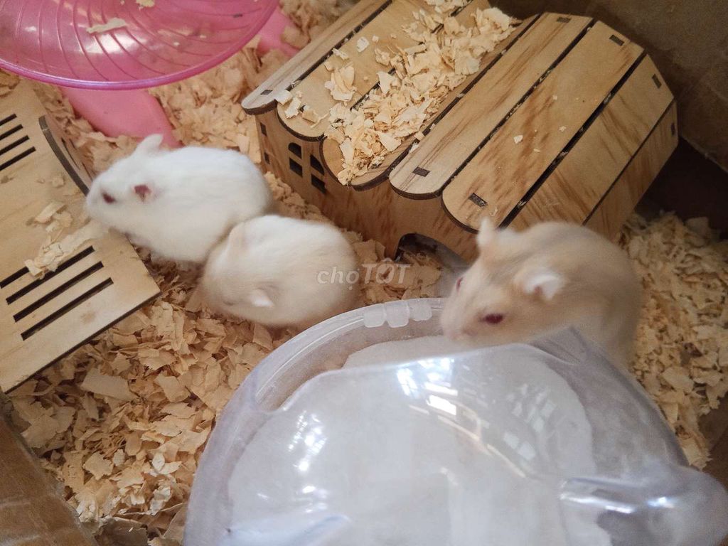Chuột Hamster . Mua bán Thú cưng khác tại Huyện Nam Giang Quảng Nam được đăng bởi Nguyễn Văn Minh hình 1