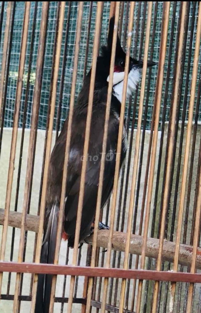 mào đinh. Mua bán Chim tại Huyện Quảng Điền Thừa Thiên Huế được đăng bởi Nguyên  hình 1