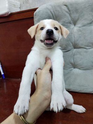 Bé Labrador thân thiện bảo vệ trẻ con. Mua bán Chó tại Huyện Bình Chánh Tp Hồ Chí Minh được đăng bởi Ngân Hà