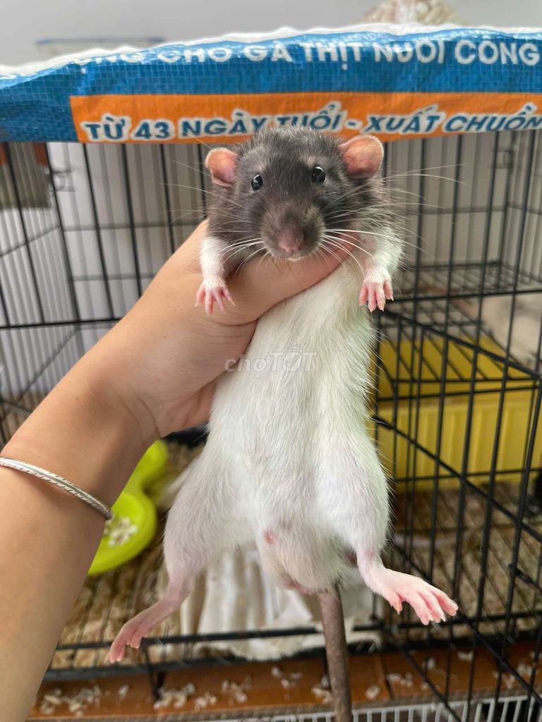 Chuột Dumbo Rat. Mua bán Thú cưng khác tại Thành phố Thủ Dầu Một Bình Dương được đăng bởi Nguyễn Nguyễn hình 1