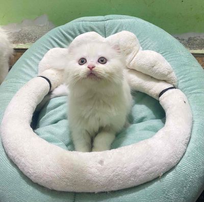 mèo anh lông dài màu trắng full. Mua bán Mèo tại Quận Gò Vấp Tp Hồ Chí Minh được đăng bởi Nga Nguyễn