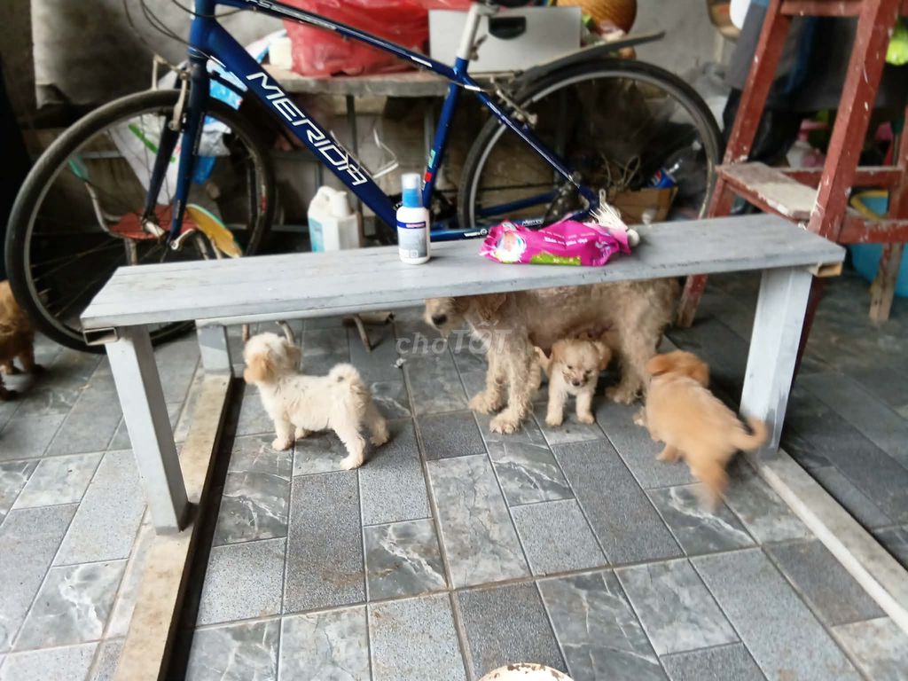 Chó cảnh lai (gần 2 tháng tuổi). Mua bán Chó tại Huyện Kim Bảng Hà Nam được đăng bởi Kiều Nhật Dương hình 1
