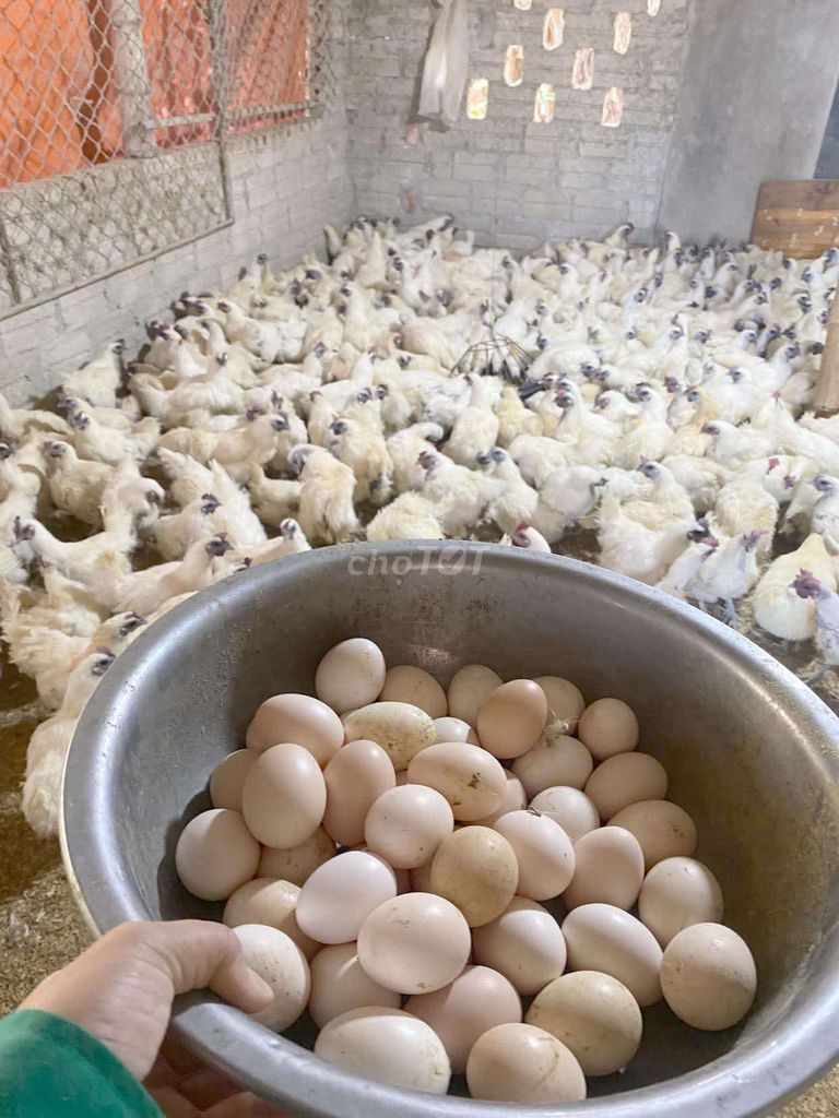 Gà ác giống Trắng. Mua bán Gà tại Quận Long Biên Hà Nội được đăng bởi tổng kho gia dụng  hình 1