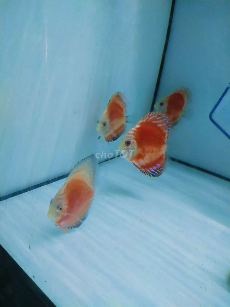 Cá dĩa Đỏ Malboro 6.7 cm. Mua bán Thú cưng khác tại Quận Tân Bình Tp Hồ Chí Minh được đăng bởi Cá dĩa Như Ý hình 1