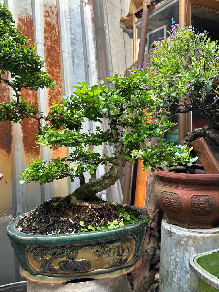 Nguyệt quế Bonsai fon dáng chi tán lùm mịn. Mua bán Cây cảnh, đồ trang trí tại Huyện Củ Chi Tp Hồ Chí Minh được đăng bởi nguyễn quốc Thắng hình 1