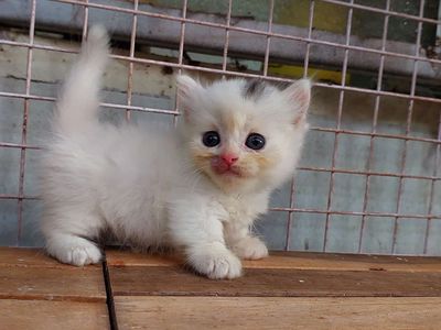 Mèo chân ngắn bé cái