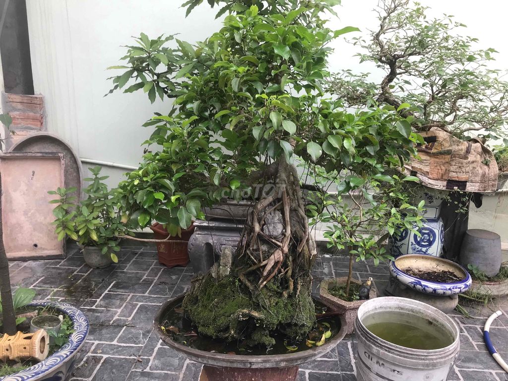 Cây xanh già bonsai rất đẹp