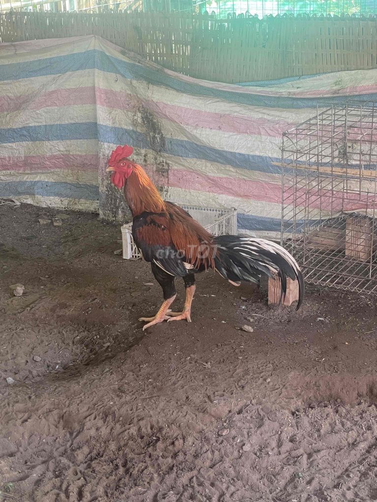 Gà chọi Gà Thái 3.8kg Cán vuông. Mua bán Gà tại Huyện Mỏ Cày Nam Bến Tre được đăng bởi Thoại hình 1