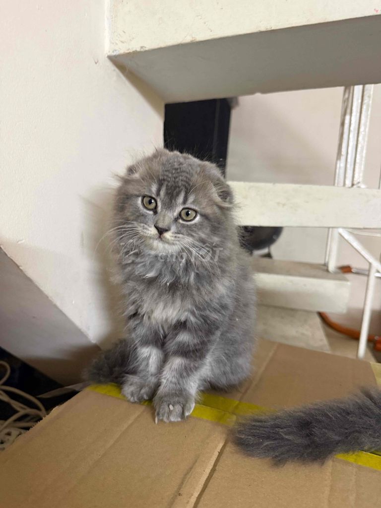 Mèo Tai cụp lông dài. Mua bán Mèo tại Quận Bình Tân Tp Hồ Chí Minh được đăng bởi chin chin hình 1