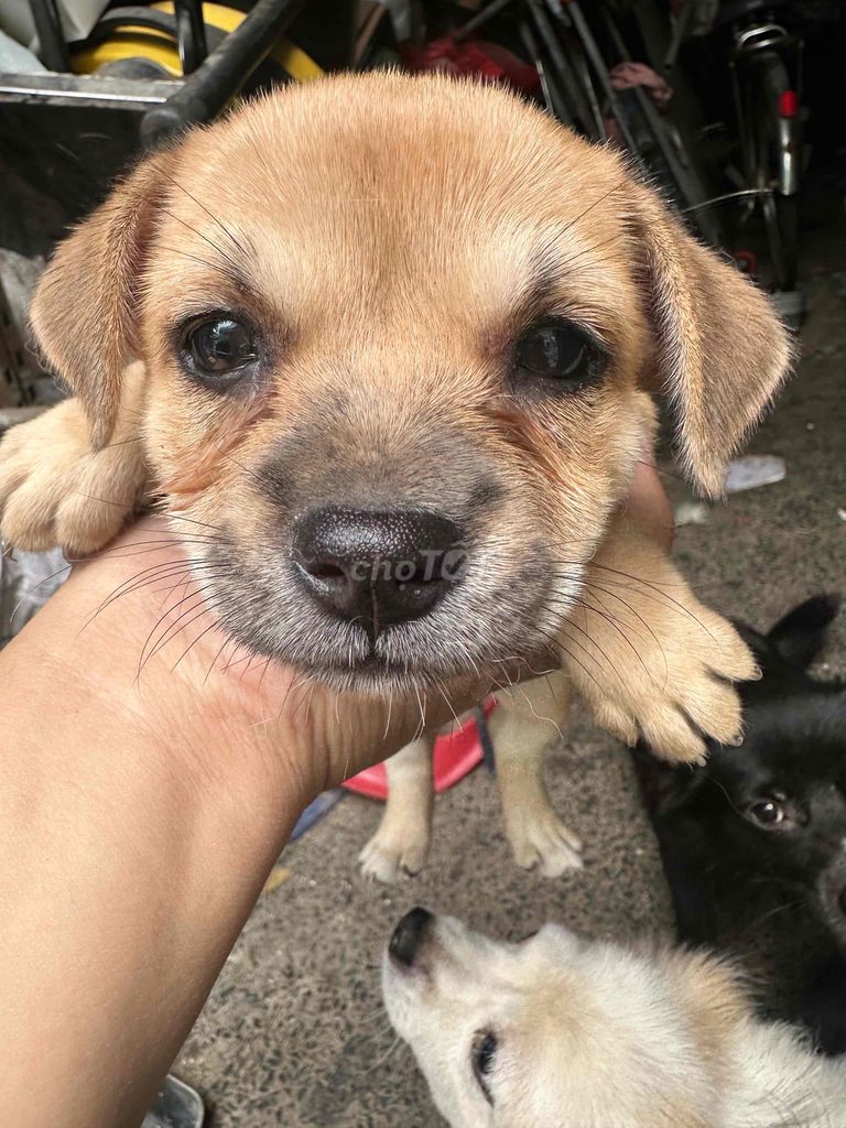 Chó cỏ nâu đen con. Mua bán Chó tại Quận Phú Nhuận Tp Hồ Chí Minh được đăng bởi Tấn hình 1
