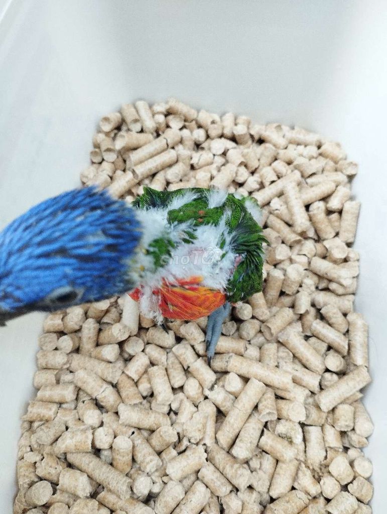 Vẹt Lori 7 màu. Mua bán Chim tại Quận Tân Phú Tp Hồ Chí Minh được đăng bởi Tiger hình 1