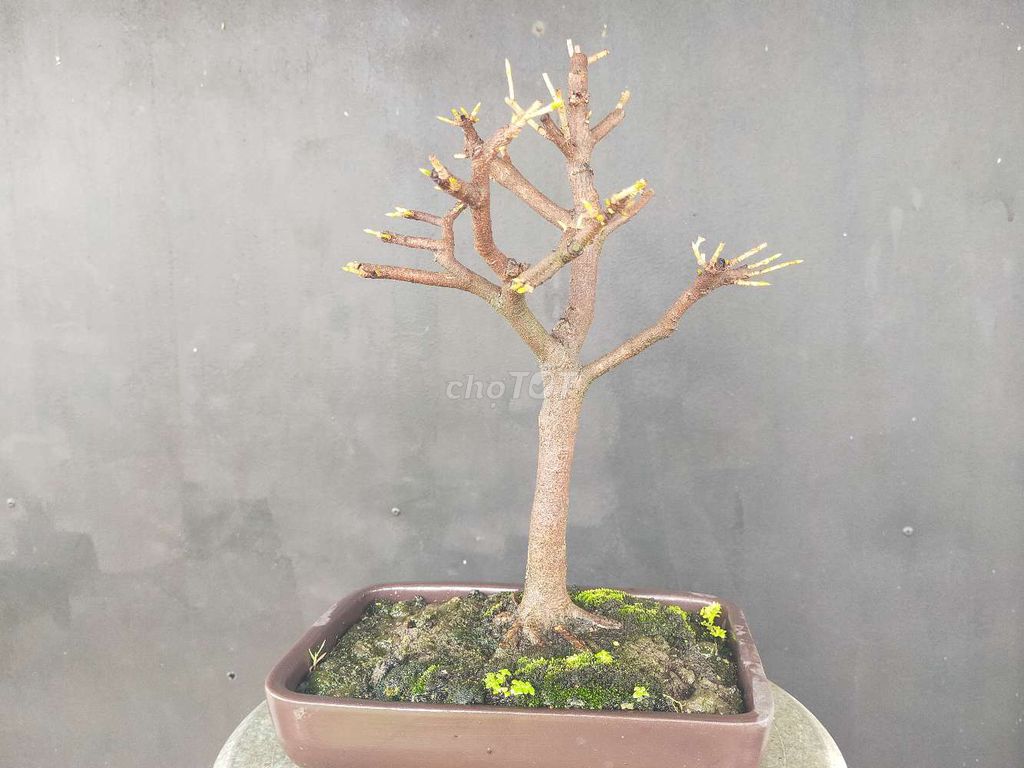 Cây cảnh bonsai Mai vàng dáng đẹp. Mua bán Cây cảnh, đồ trang trí tại Thành phố Long Xuyên An Giang được đăng bởi Nguyen Kiet hình 1