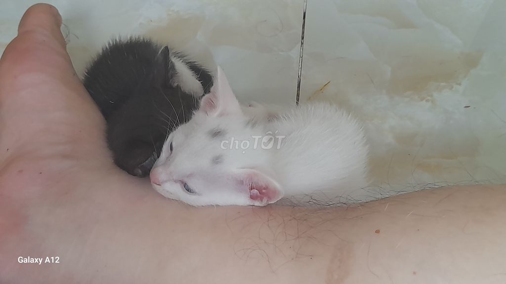 Mèo con Đen trắng. Mua bán Mèo tại Quận Gò Vấp Tp Hồ Chí Minh được đăng bởi Cao Minh Đức hình 1
