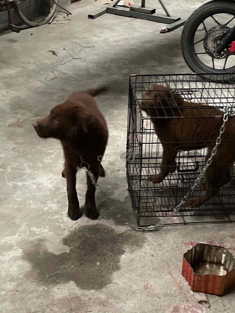 Chó xù Nâu Đực -Cái 8-10kg. Mua bán Chó tại Huyện Thuận Thành Bắc Ninh được đăng bởi Quang Vũ hình 1