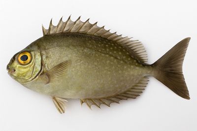 Cá Giò / Cá Kình Biển Quảng Nam – Đà Nẵng. Mua bán Đồ ăn, thực phẩm và các loại khác tại Quận Tân Phú Tp Hồ Chí Minh được đăng bởi TƯƠI SẠCH HẢI SẢN