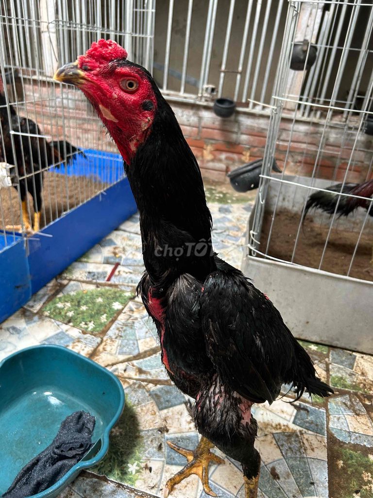 Gà chọi Đen Đực. Mua bán Gà tại Huyện Thanh Trì Hà Nội được đăng bởi Thuỷ hình 1
