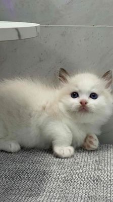 RAGDOLL BOY