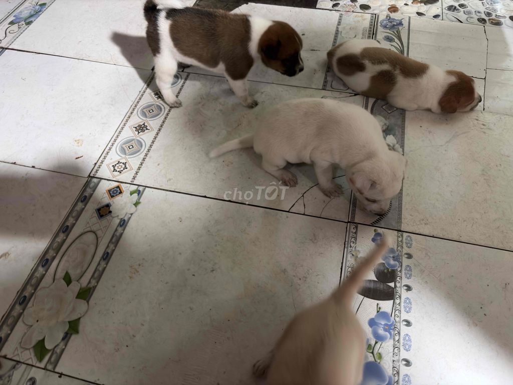 Chó con nhiều màu. Mua bán Chó tại Quận 5 Tp Hồ Chí Minh được đăng bởi Quang hình 1